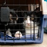 La castración cambia la personalidad de los gatos? Cinco mitos que todo tutor debería conocer
