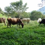Claro Empresas impulsa una nueva era tecnológica para el agro y la ganadería nicaragüense