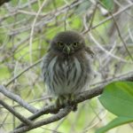 MARENA registra 247 especies en segundo conteo nacional de aves